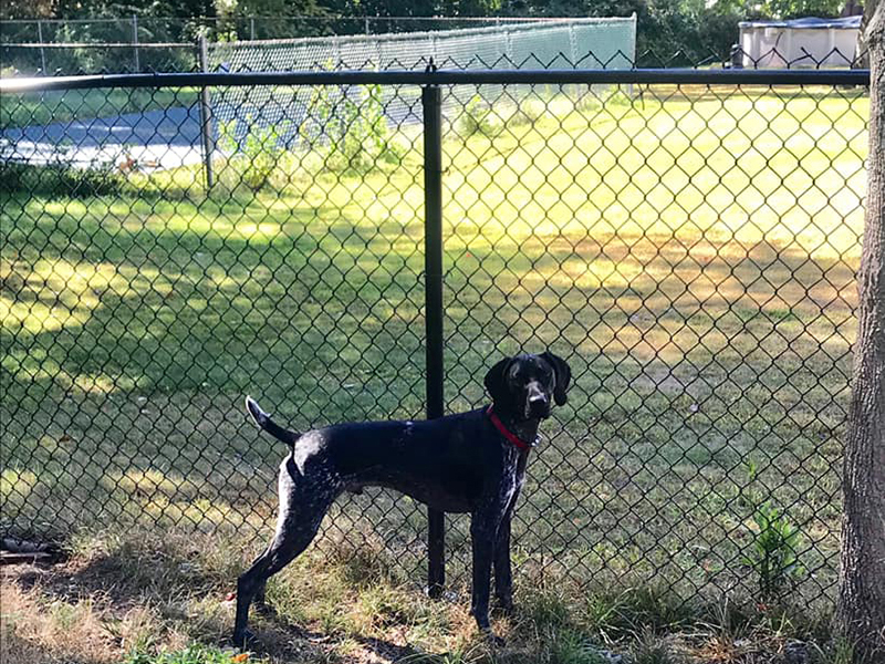 chain link fence Nashua New Hampshire